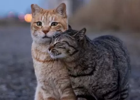 Gatos callejeros en Tokio son famosos gracias a un fot�grafo.