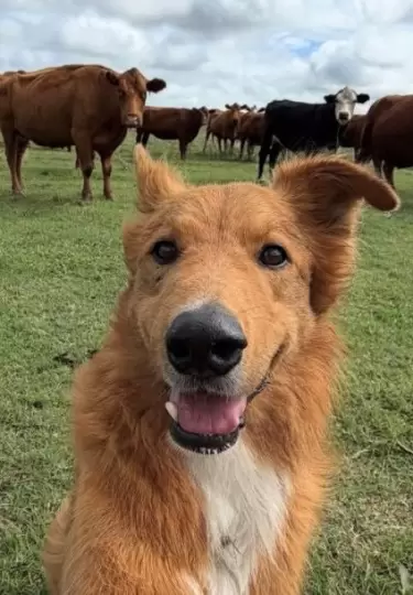 El can ama estar rodeado de vacas y caballos.