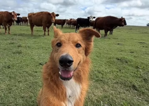 El can ama estar rodeado de vacas y caballos.