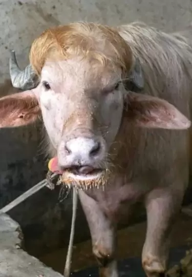 Un b�falo se volvi� viral por su parecido al presidente estadounidense.