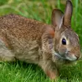 Agrocalidad confirma presencia de enfermedad hemorrágica del conejo en Ecuador