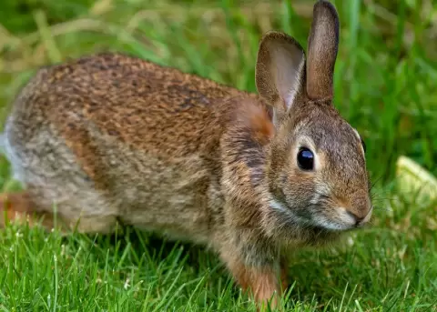 Autoridades confirman presencia de enfermedad hemorr�gica del conejo en Ecuador