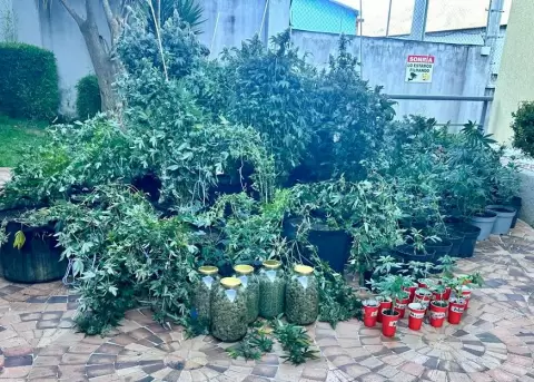 Una plantaci�n de marihuana fue hallada en un operativo en Ponceano, en el norte de Quito, este 27 de mayo de 2026. Dos personas fueron detenidas.