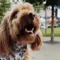 Stoney Blue, el perro de compa��a de BTS