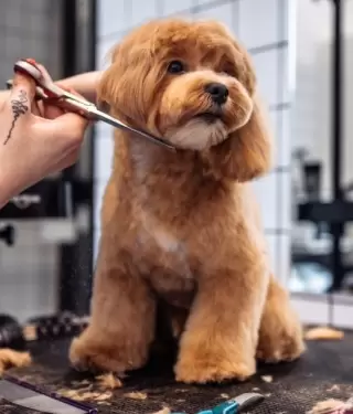 El grooming no es solo est�tica, es bienestar.