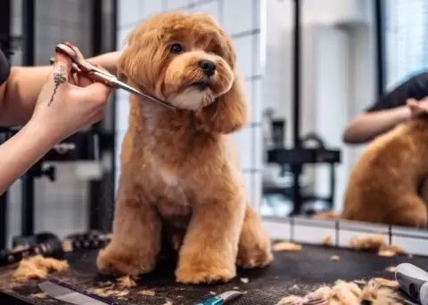 El grooming no es solo est�tica, es bienestar.