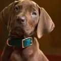 Así luce Scooby-Doo en la inesperada versión live action