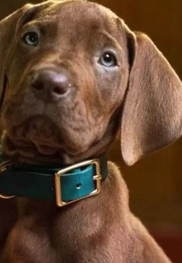 Scooby-Doo, Netflix, live action, misterio, estreno, nostalgia, serie, adelanto, aventuras, personajes.