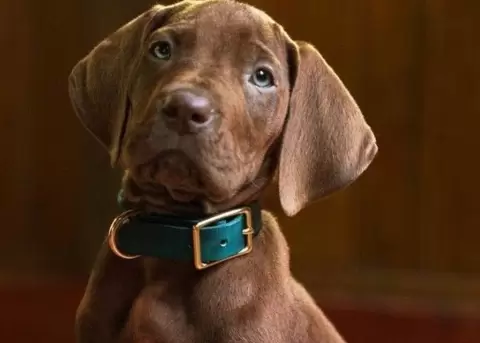 Scooby-Doo, Netflix, live action, misterio, estreno, nostalgia, serie, adelanto, aventuras, personajes.