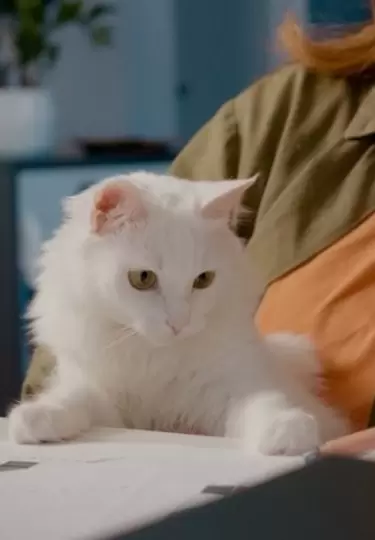 En Jap�n buscan humanizar el proceso de adopci�n felino.