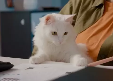 En Jap�n buscan humanizar el proceso de adopci�n felino.
