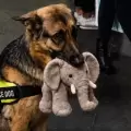 Un perro de asistencia reprueba su examen por no soltar a su peluche