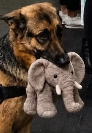 Ryder y su elefante de peluche son inseparables.