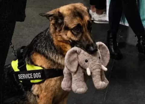 Ryder y su elefante de peluche son inseparables.