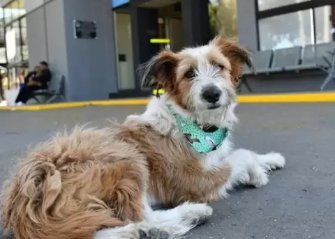 Bolivia da un paso importante para los perros y gatos callejeros.