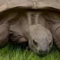 La tortuga Jonathan cumple 194 años y el animal terrestre vivo más longevo