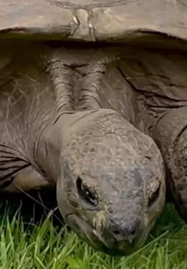 La tortuga Jonathan rompe r�cord hist�rico.