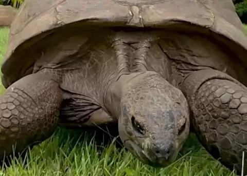 La tortuga Jonathan rompe r�cord hist�rico.