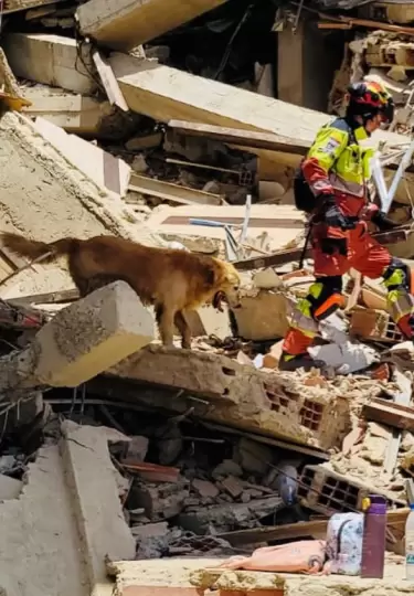 Perros rescatistas de todo el mundo llegan a Venezuela.