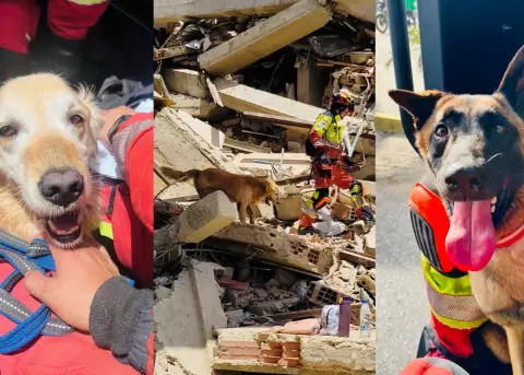 Perros rescatistas de todo el mundo llegan a Venezuela.