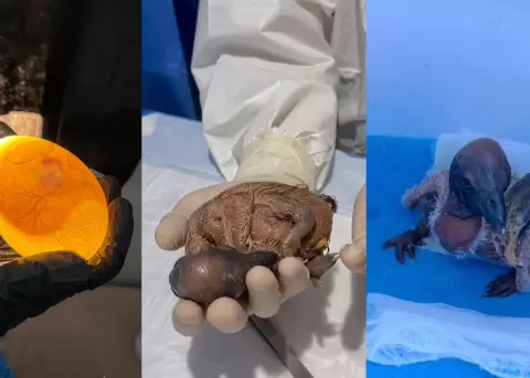El primer c�ndor andino bajo incubaci�n artificial.