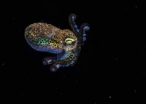 Acidificaci�n oce�nica amenaza cerebros, comportamiento y supervivencia de especies marinas inteligentes.