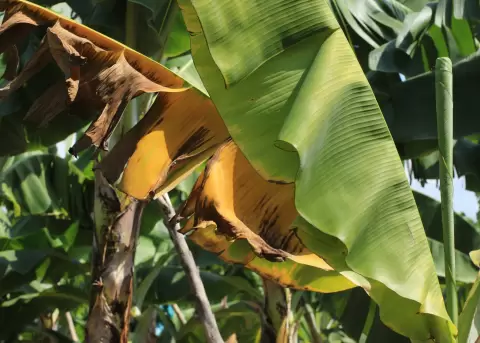 Planta de banano afectada por el hongo mortal.