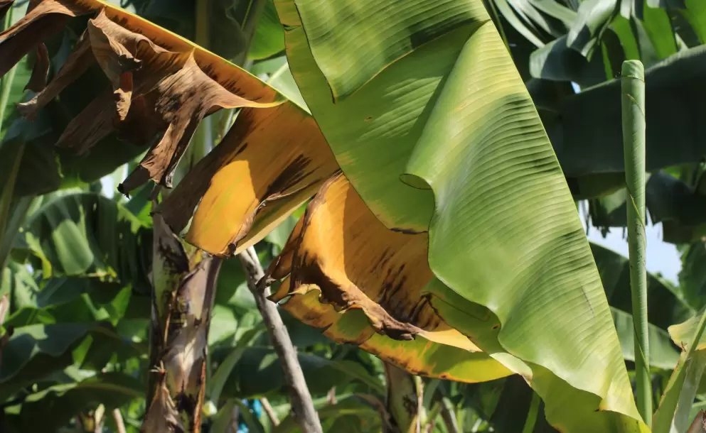 Agrocalidad confirma segundo caso positivo de Fusarium Raza 4 en Ecuador