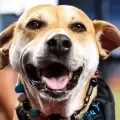Jonah, el perrito que tuvo el mejor d�a de su vida gracias a los Miami Marlins