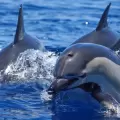 Día Mundial de las ballenas y los delfines