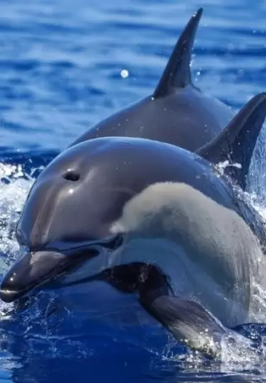 Las ballenas y delfines son animales que est�n en peligro de extinci�n.