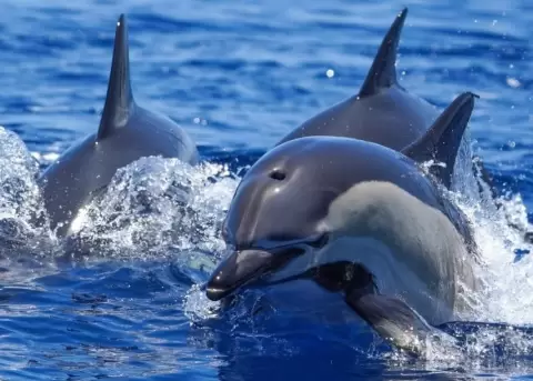 Las ballenas y delfines son animales que est�n en peligro de extinci�n.