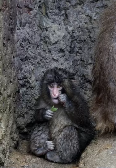 El mono que se aferraba a su peluche, Punch cumpli� su primer a�o entre el abandono de su madre y los retos de acoplarse a convivir con otros macacos.