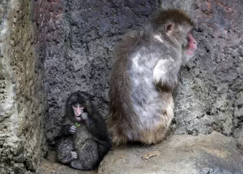 El mono que se aferraba a su peluche, Punch cumpli� su primer a�o entre el abandono de su madre y los retos de acoplarse a convivir con otros macacos.