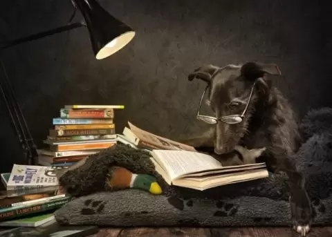 Los ganadores del International Pet Photography Awards 2026 se conocer�n este 01 de agosto.