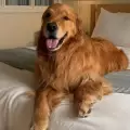 Wally, el perro que necesita apoyo emocional de sus due�os