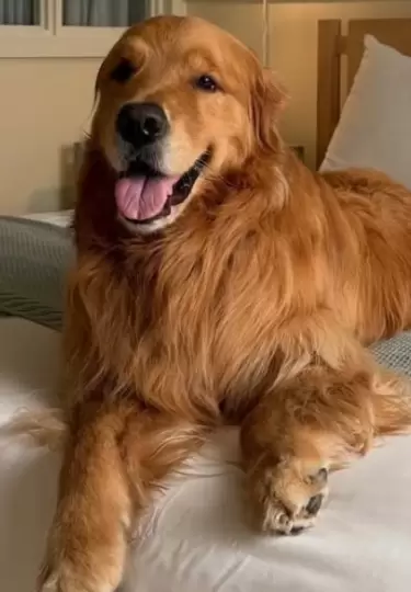 Wally es un perrito muy emocional que siempre necesita que sus due�os le abracen.