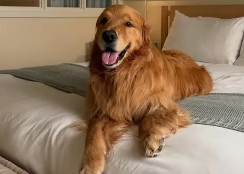 Wally es un perrito muy emocional que siempre necesita que sus due�os le abracen.