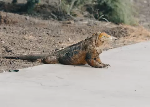 Gal�pagos apuesta por la conservaci�n de las iguanas amarillas.