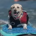 En California se llev� a cabo el Mundial de Surf Canino 2026