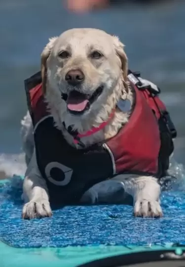 Perros de todos los tama�os y razas compitieron para ver quien conquistar�a las olas.
