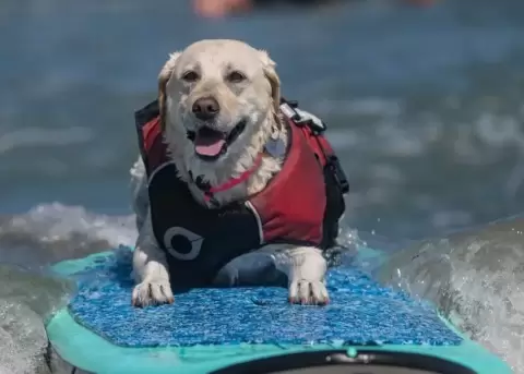Perros de todos los tama�os y razas compitieron para ver quien conquistar�a las olas.