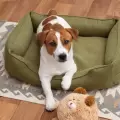 �Tu perro te ignora? Quiz� est� intentando decirte algo importante