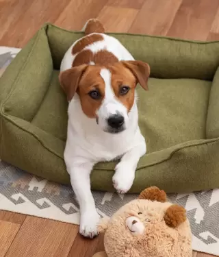 Lenguaje canino, se�ales de calma y conexi�n entre perros y humanos.