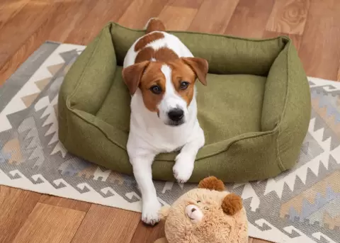 Lenguaje canino, se�ales de calma y conexi�n entre perros y humanos.
