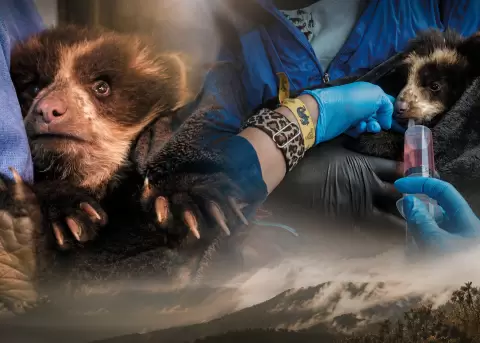 La b�squeda de la madre de los dos oseznos de oso andino contin�a.