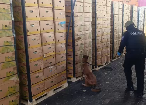 En el Puerto de Guayaquil, la Polic�a incaut� m�s de una tonelada de coca�na que estaba oculta en cajas de banano.
