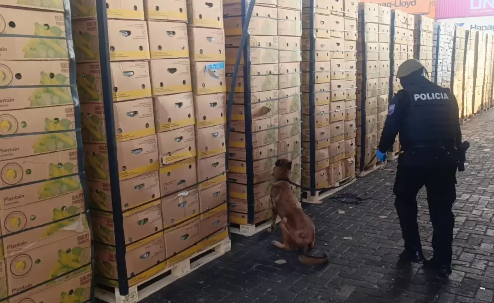 M�s de mil cajas de banano contaminadas con coca�na fueron incautadas en Guayaquil