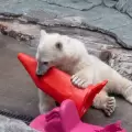 Un oso polar beb� se vuelve viral por su curiosa obsesi�n con los conos de tr�nsito