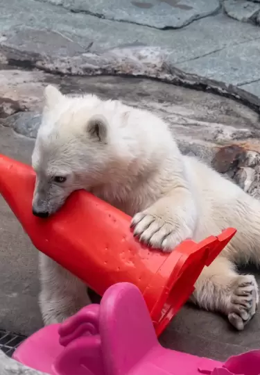 Un oso polar se vuelve viral por su juego con conos de tr�nsito.